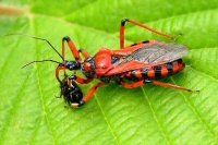 Rhynocoris iracundus